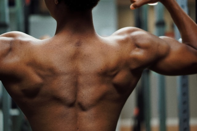 back  muscles